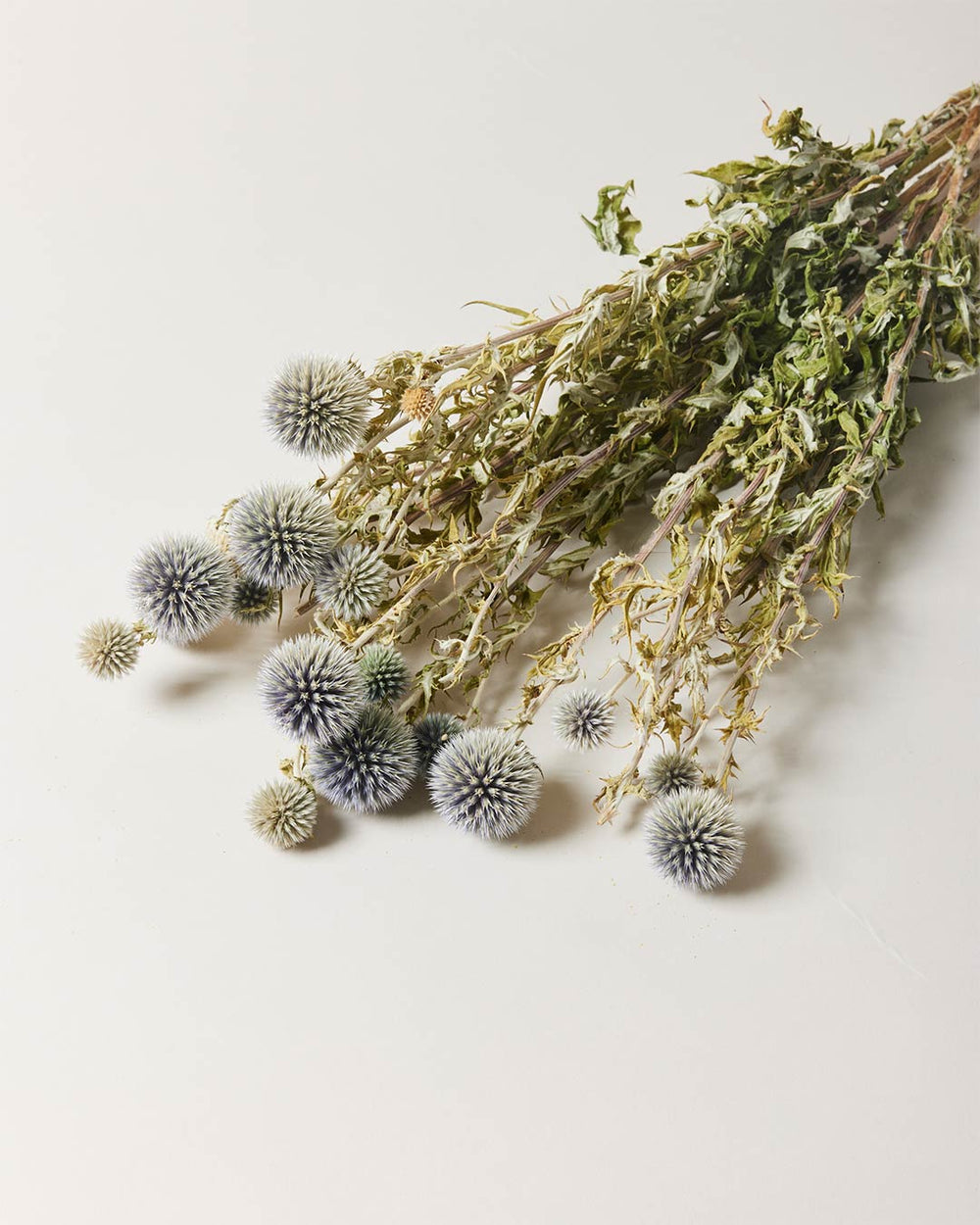 Thistle Bundle