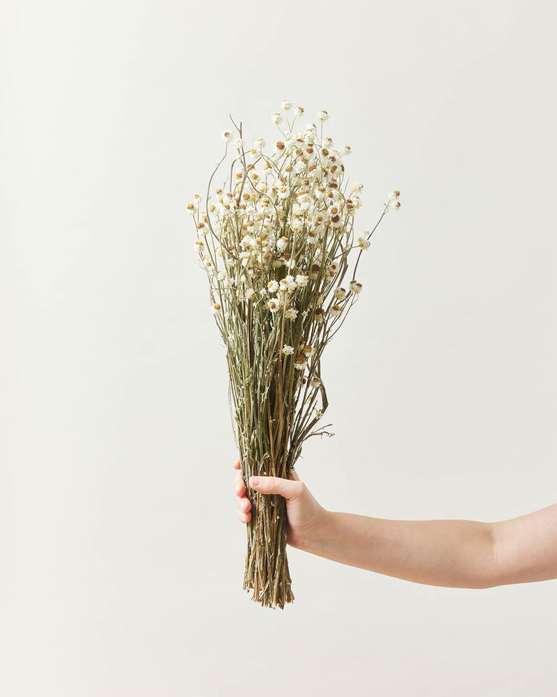 Dried Petite Daisy Bundle
