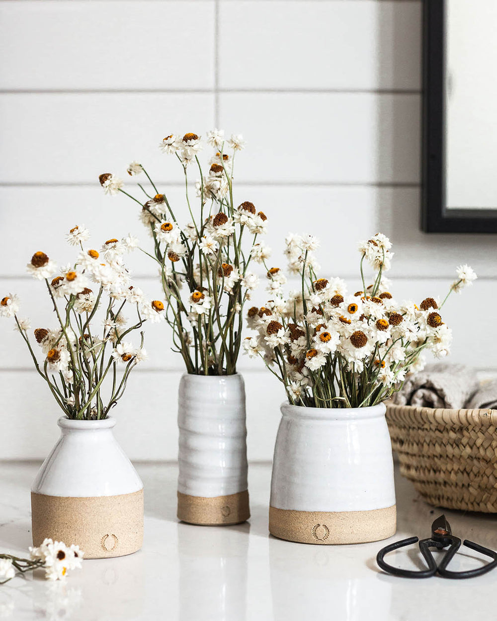 Dried Petite Daisy Bundle