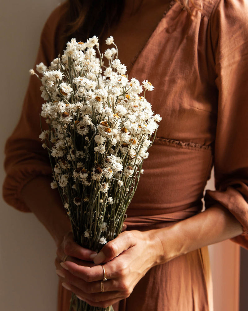 Dried Petite Daisy Bundle