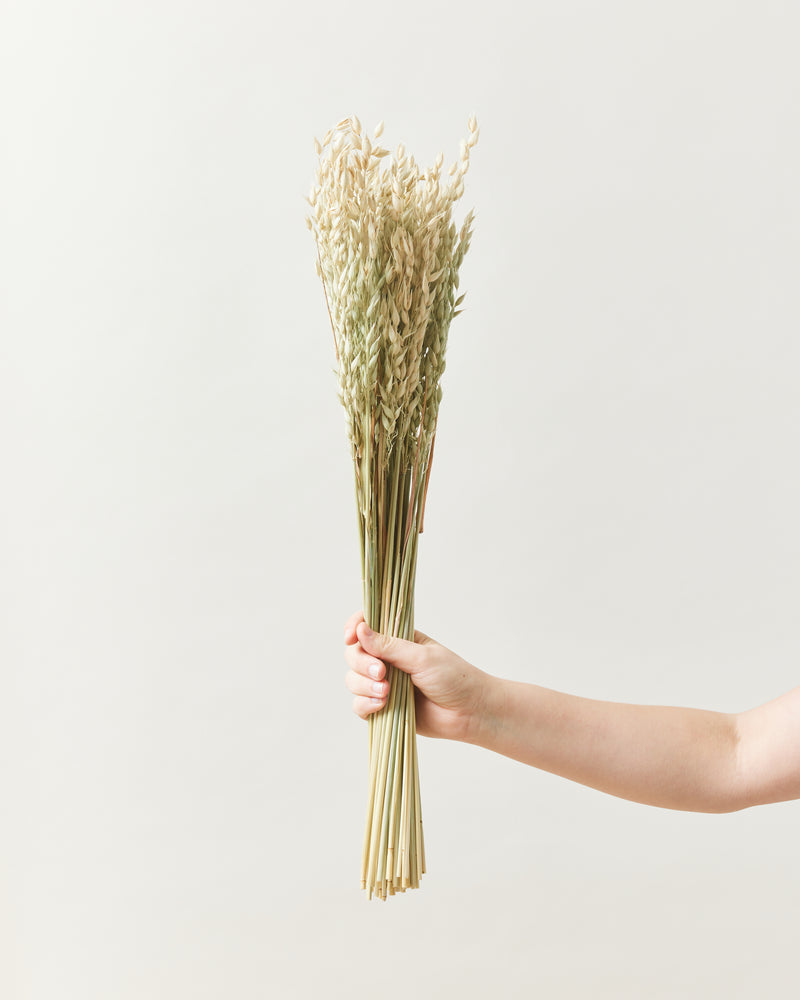 Dried Avena