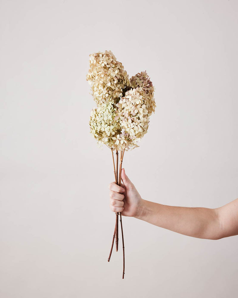 Dried Limelight Hydrangea
