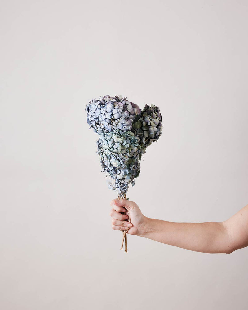 Dried Blue Hydrangea