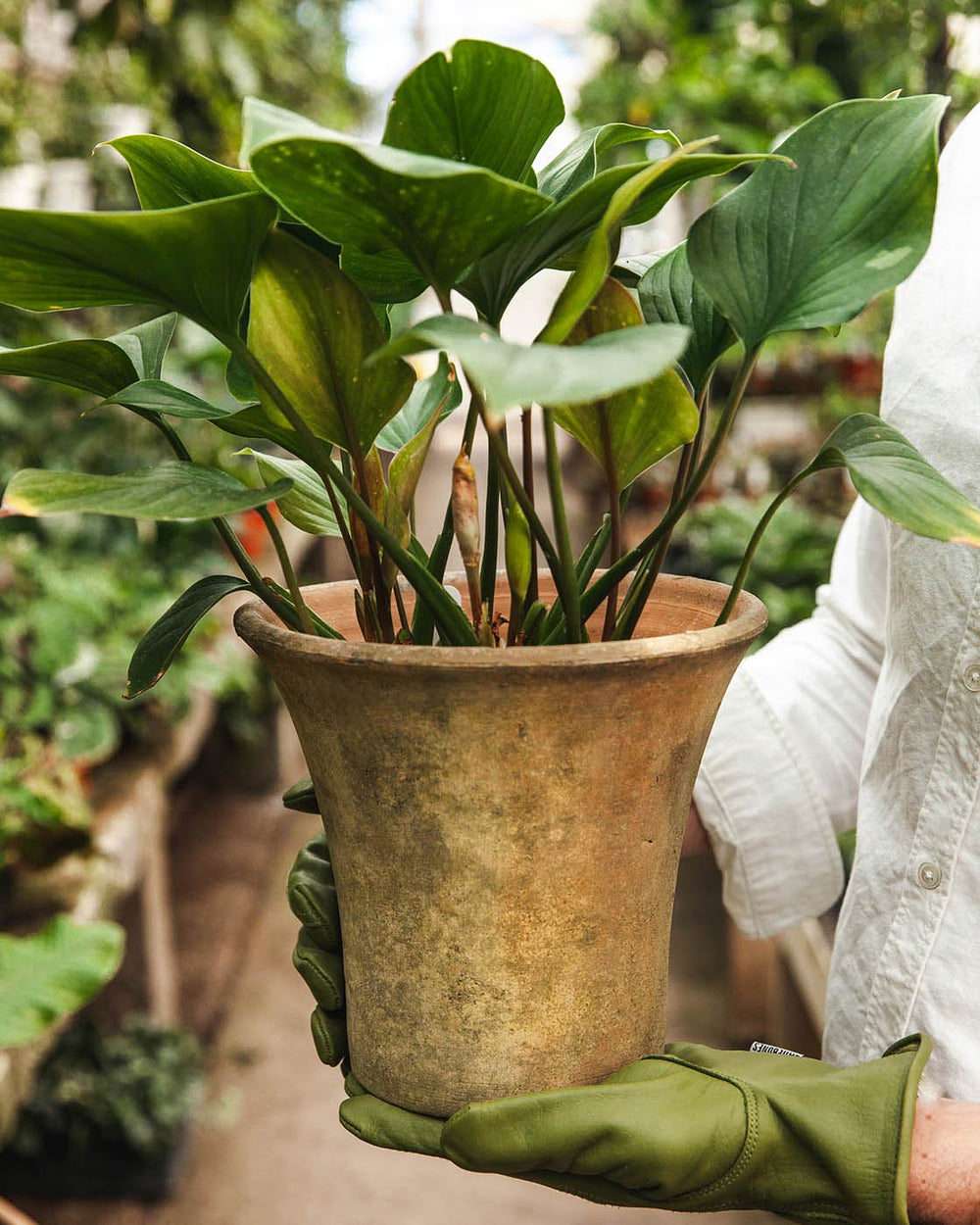 Aged Terracotta Garden Pot - Flared
