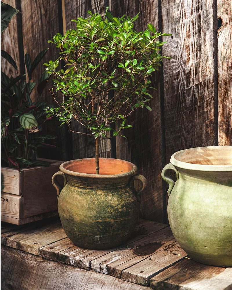 Aged Terracotta Garden Pot - Confit