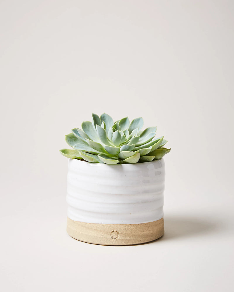 Trunk Garden Pot - Second